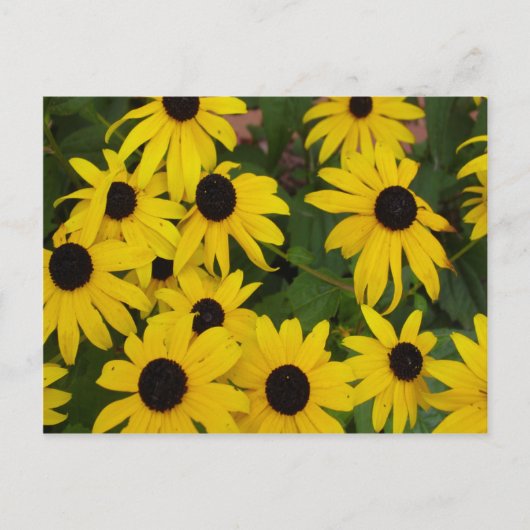 Carte Postale Susans à oeil noir (Devant)