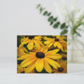 Carte Postale Susans à oeil noir (Debout devant)