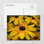 Carte Postale Susans à oeil noir (Devant / Derrière)