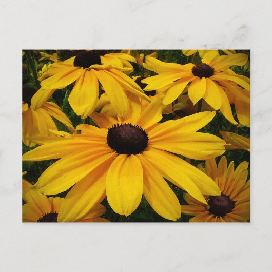 Carte Postale Susans à oeil noir (Devant)
