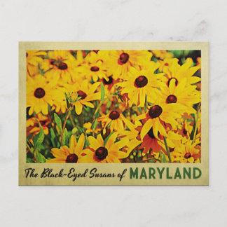 Carte Postale Susans à oeil noir du Maryland