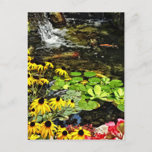 Carte Postale Susans À Oeil Noir Par Koi Pond