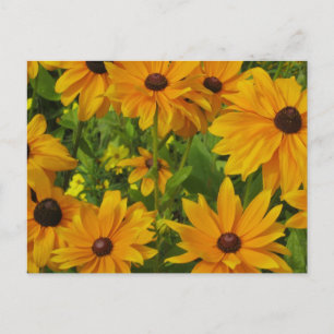 Carte Postale Susans aux yeux noirs