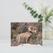 Carte Postale Suspension momentanée (Debout devant)