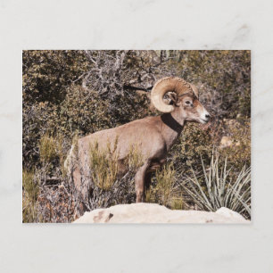 Carte Postale Suspension momentanée