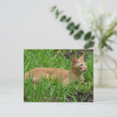 Carte Postale süße braune Katze (Debout devant)