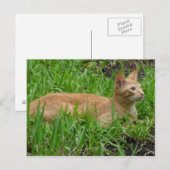Carte Postale süße braune Katze (Devant / Derrière)
