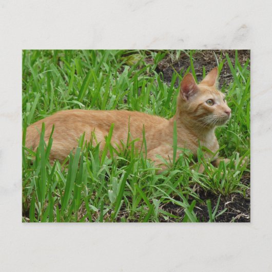 Carte Postale süße braune Katze (Devant)