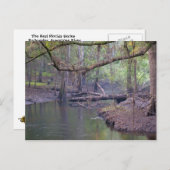 Carte Postale Suwannee River (Devant / Derrière)