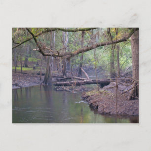 Carte Postale Suwannee River
