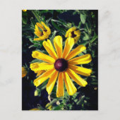 Carte postale Suzanne à l'oeil noir (Devant)