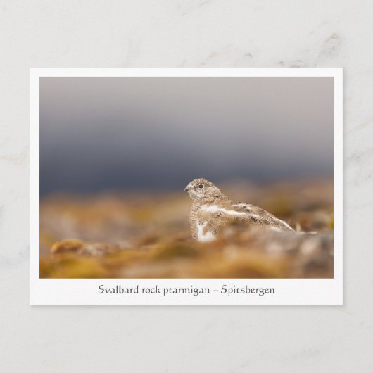Carte Postale Svalbard Ptarmigan Photo (Devant)