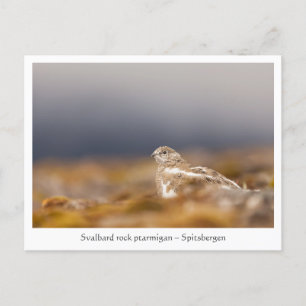 Carte Postale Svalbard Ptarmigan Wildlife Photo
