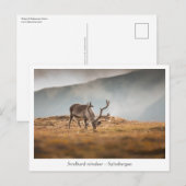 Carte Postale Svalbard Reindeer Nature Photo (Devant / Derrière)