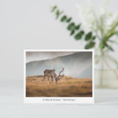 Carte Postale Svalbard Reindeer Nature Photo (Debout devant)