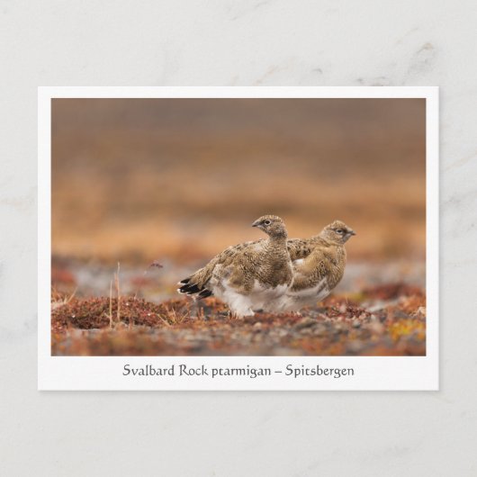 Carte Postale Svalbard Rock Ptarmigan Nature Photo (Devant)
