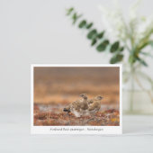 Carte Postale Svalbard Rock Ptarmigan Nature Photo (Debout devant)