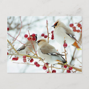 Carte Postale Sviristeli En Alimentation