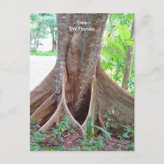 Carte postale SW Florida aux racines larges de l'a (Devant)