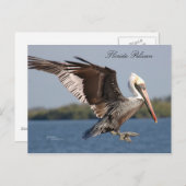 Carte postale SW Florida Pelican (Devant / Derrière)