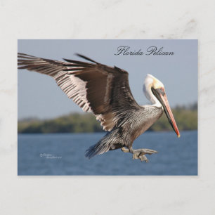 Carte postale SW Florida Pelican