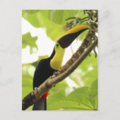 Carte Postale Swainson Toucan (Devant)