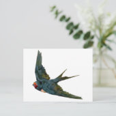 Carte Postale Swallow (Debout devant)