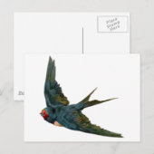 Carte Postale Swallow (Devant / Derrière)