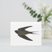 Carte Postale Swallow (Debout devant)