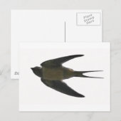 Carte Postale Swallow (Devant / Derrière)