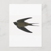 Carte Postale Swallow (Devant)