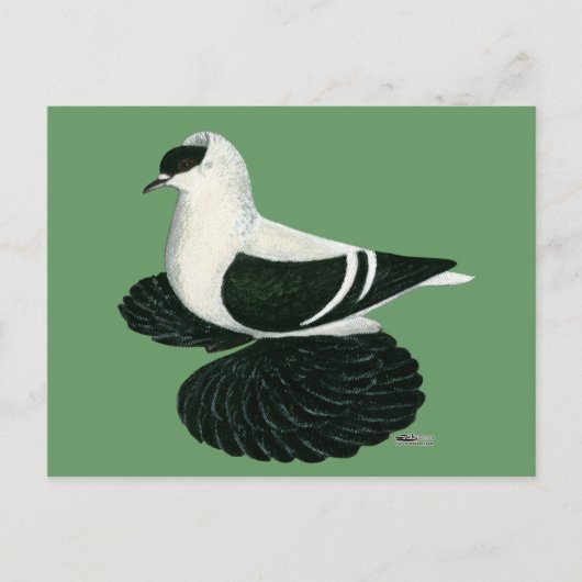 Carte Postale Swallow Pigeon Saxon Black White Bar (Devant)