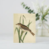 Carte Postale Swallow vintage (Debout devant)