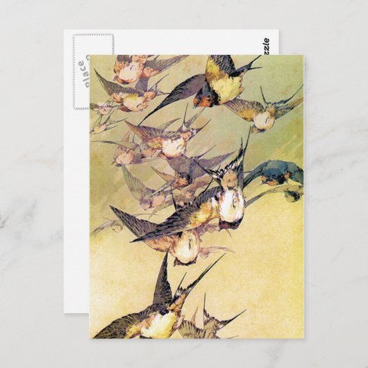 Carte Postale Swallows (Devant / Derrière)