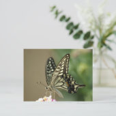 Carte Postale Swallowtail asiatique (Debout devant)