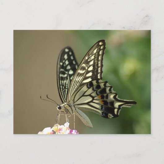 Carte Postale Swallowtail asiatique (Devant)