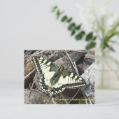Carte postale Swallowtail Butterfly (Debout devant)
