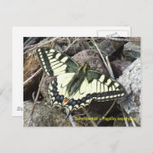 Carte postale Swallowtail Butterfly (Devant / Derrière)