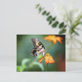 Carte postale Swallowtail et Tithonia (Debout devant)