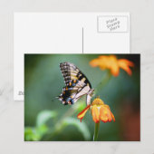 Carte postale Swallowtail et Tithonia (Devant / Derrière)