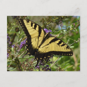Carte Postale Swallowtail sur Butfly Bush