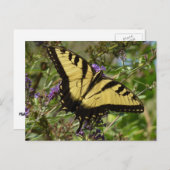 Carte Postale Swallowtail sur Butfly Bush (Devant / Derrière)