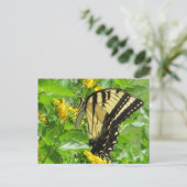 Carte postale Swallowtail Tiger Est (Debout devant)