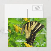 Carte postale Swallowtail Tiger Est (Devant / Derrière)