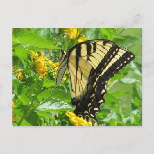 Carte postale Swallowtail Tiger Est (Devant)