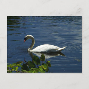 Carte Postale Swan