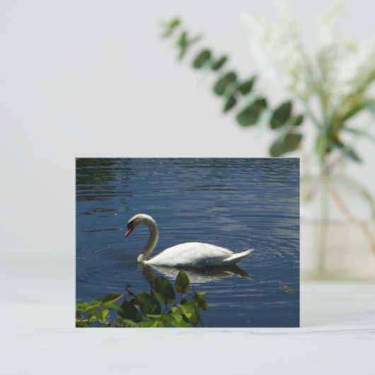 Carte Postale Swan (Debout devant)