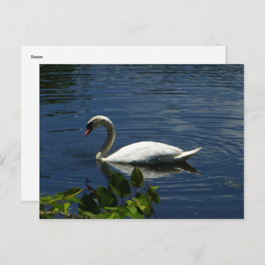 Carte Postale Swan (Devant / Derrière)
