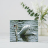 Carte Postale Swan (Debout devant)