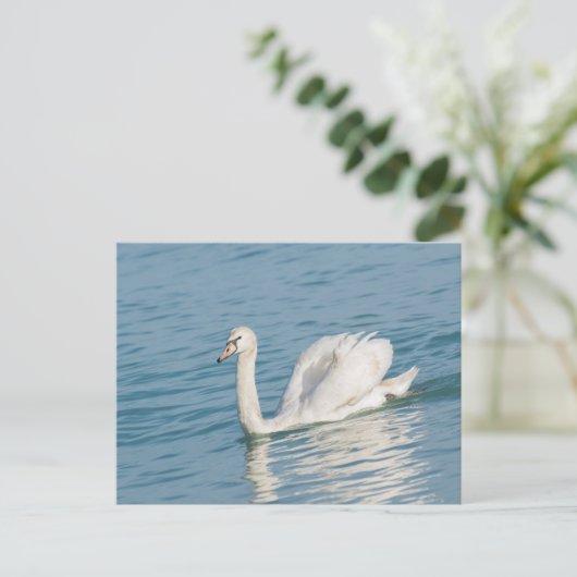 Carte Postale Swan (Debout devant)